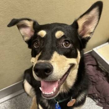 Rescue Australian Shepherd Dogs for Adoption in Durango, Colorado - Mac | PetCurious