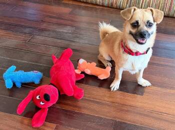 Lalo -  Chihuahua Dog for Adoption in New York, New York - Lalo | PetCurious