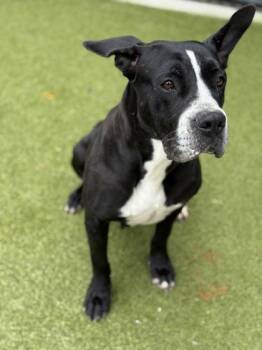 Heffalump -  Pit Bull Terrier and Mixed Breed Dog for Adoption in Atlanta, Georgia - Heffalump | PetCurious