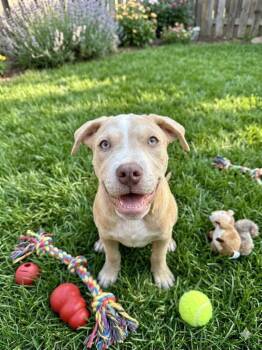 Simba -  Staffordshire Bull Terrier and Shepherd Dog for Adoption in St. Augustine, Florida - Simba | PetCurious