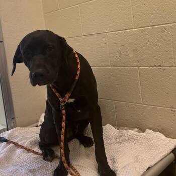 Mixed Breed Dogs Available for Adoption in Asheville, North Carolina - Superman | PetCurious