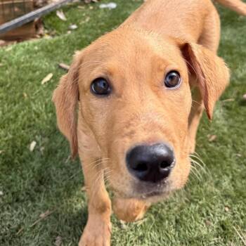 Diego -  Retriever Dog Available for Adoption in Daphne, Alabama - Diego | PetCurious
