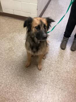 Foxy -  German Shepherd Dog Dog for Adoption in Nacogdoches, Texas - Foxy | PetCurious