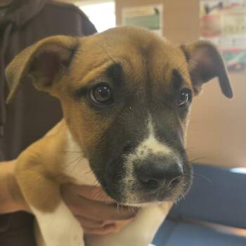 Mixed Breed Dogs Available for Adoption in Fairfax Station, Virginia - Fawn | PetCurious
