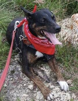 Bambi -  Cattle Dog Dog for Adoption in Rollingwood, Texas - Bambi | PetCurious