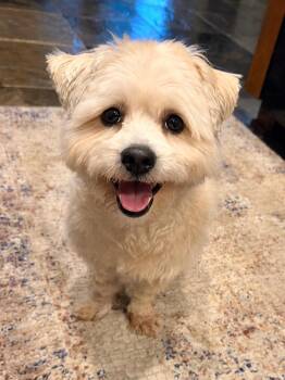 COSMO -  Maltese Dog for Adoption in Dallas, Texas - COSMO | PetCurious