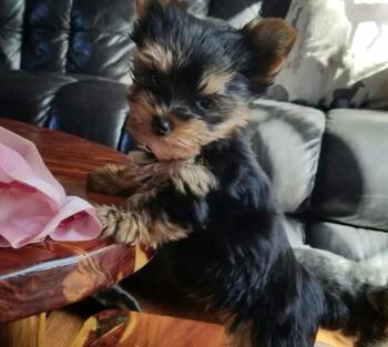 Pogo -  Yorkshire Terrier Dog for Adoption in Pinetop-lakeside, Arizona - Pogo | PetCurious