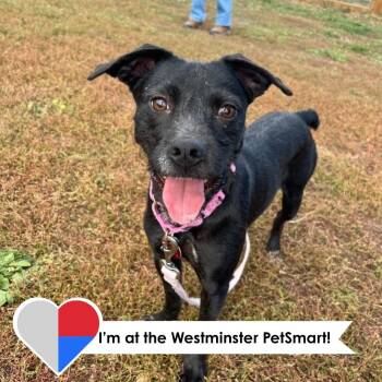 Elodia -  Terrier Dog for Adoption in Fort Collins, Colorado - Elodia | PetCurious