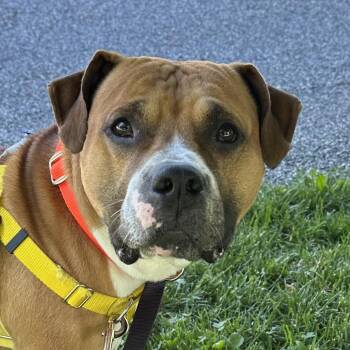 Poundcake -  Pit Bull Terrier Dog for Adoption in Baltimore, Maryland - Poundcake | PetCurious