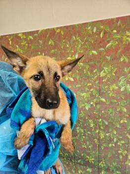 Gary -  Shepherd and Mixed Breed Dog for Adoption in San Antonio, Texas - Gary | PetCurious