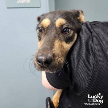 Beagle Dogs Available for Adoption - Brody | PetCurious