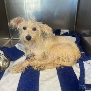 Hawkins -  Poodle Dog for Adoption in Minneapolis, Minnesota - Hawkins | PetCurious