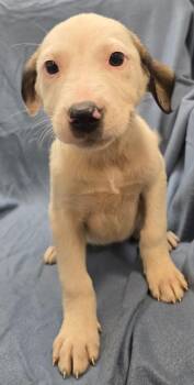 Minerva -  Terrier and Mixed Breed Dog for Adoption in Murphysboro, Illinois - Minerva | PetCurious