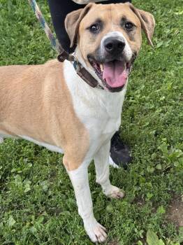 Palmer -  Labrador Retriever Dog for Adoption in Anderson, Indiana - Palmer | PetCurious
