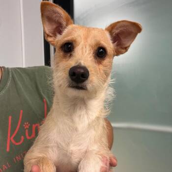 Serta -  Jack Russell Terrier and Mixed Breed Dog for Adoption in Abilene, Texas - Serta | PetCurious
