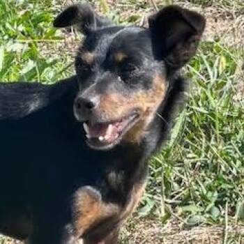 Pip -  Chiweenie Dog for Adoption in Springfield, Missouri - Pip | PetCurious