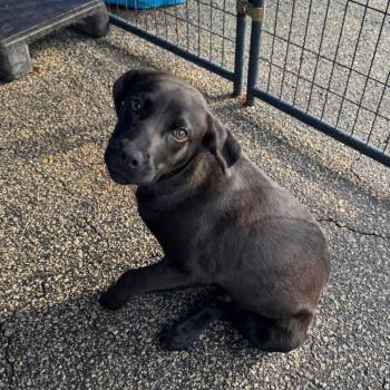 Rufus -  Black Labrador Retriever and None Dog for Adoption in Smithfield, North Carolina - Rufus | PetCurious