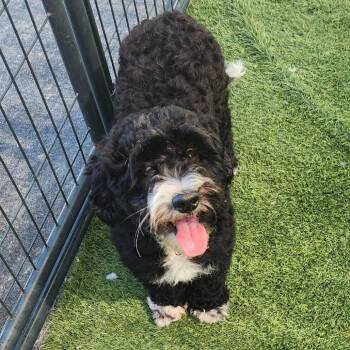 Max -  Bernese Mountain Dog and Poodle Dog for Adoption in Cleveland, Tennessee - Max | PetCurious