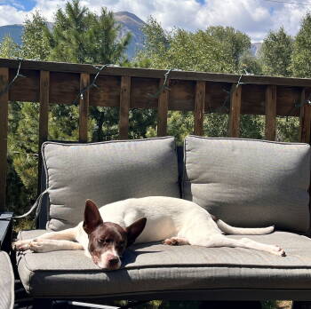 Rescue Shepherd and Terrier Dogs for Adoption in Evergreen, Colorado - Puppy Joey | PetCurious