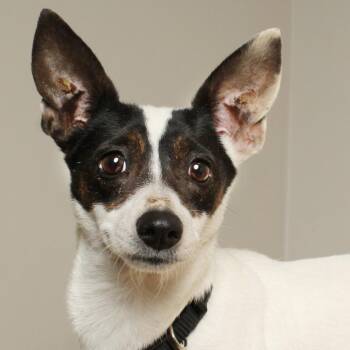 Jack Russell Terrier and Mixed Breed Dogs Available for Adoption in Minnetonka, Minnesota - Nichole D68827 | PetCurious