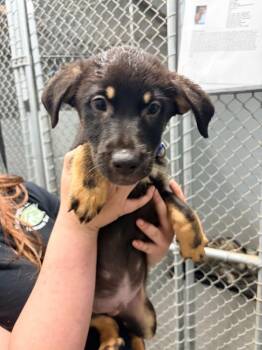 German Shepherd Dog Dogs Available for Adoption in Huntington, Indiana - Sage | PetCurious