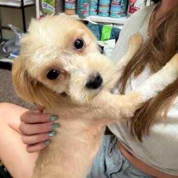 Willa C-34112 -  Maltese Dog for Adoption in Oklahoma City, Oklahoma - Willa C-34112 | PetCurious