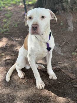 Rescue Pit Bull Terrier and Mixed Breed Dogs for Adoption in Springfield, Illinois - Dennis | PetCurious