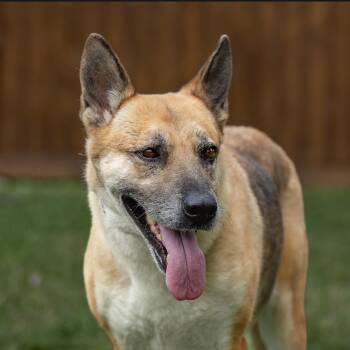 Lani -  German Shepherd Dog Dog for Adoption in Houston, Texas - Lani | PetCurious