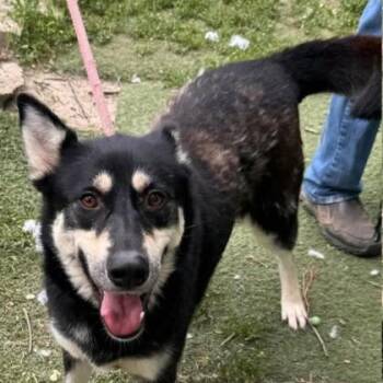Savanna -  Siberian Husky and Mixed Breed Dog for Adoption in Elk Grove Village, Illinois - Savanna | PetCurious