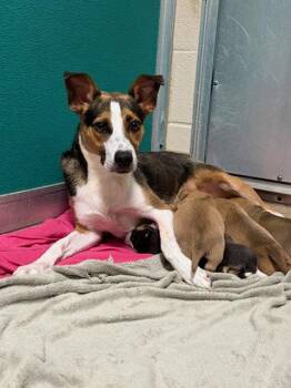 CATALINA -  Mixed Breed Dog for Adoption in Holbrook, New York - CATALINA | PetCurious