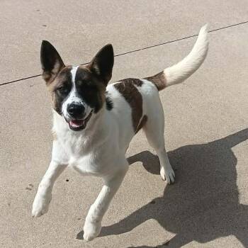 JUNI -  Akita Dog for Adoption in Seymour, Indiana - JUNI | PetCurious