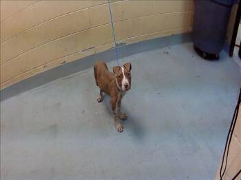 GORDITA -  Pit Bull Terrier and Mixed Breed Dog for Adoption in Tulsa, Oklahoma - GORDITA | PetCurious