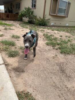 Ayla -  Pit Bull Terrier Dog for Adoption in Hobbs, New Mexico - Ayla | PetCurious