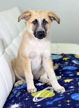 Boy Meets World Litter - Topanga -  Shepherd and Mixed Breed Dog for Adoption in Savage, Minnesota - Boy Meets World Litter - Topanga | PetCurious