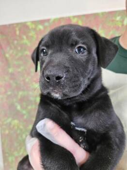 Inigo -  Labrador Retriever and Mixed Breed Dog for Adoption in San Antonio, Texas - Inigo | PetCurious