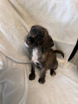 Terrier Dogs Available for Adoption in Margate, Florida - Tati | PetCurious