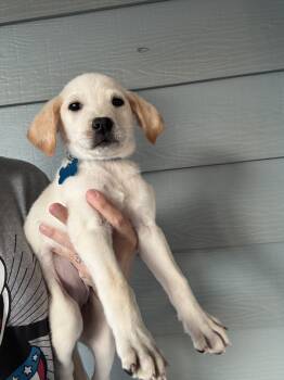 Labrador Retriever Dogs Available for Sale - Lily | PetCurious