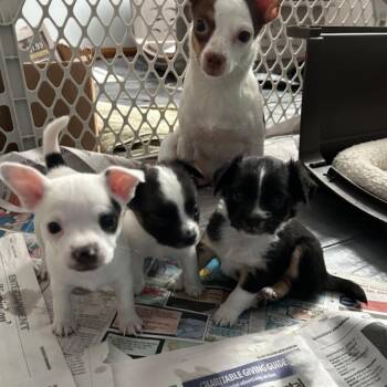 Hustle -  Mixed Breed Dog for Adoption in Dekalb, Illinois - Hustle | PetCurious
