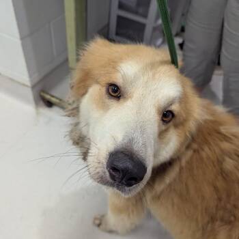 Baron -  Mixed Breed Dog for Adoption in Jeffersonville, Indiana - Baron | PetCurious