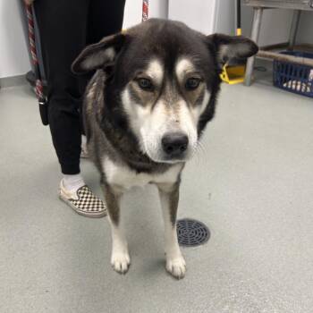 Siberian Husky and Mixed Breed Dogs Available for Adoption in Abilene, Texas - Riker | PetCurious