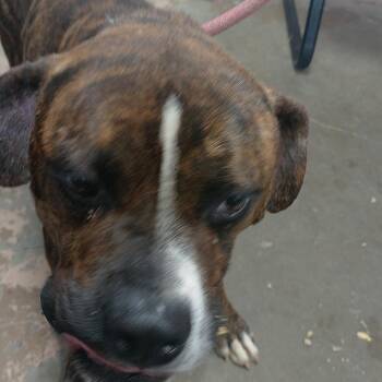 26-080 -  Boxer and American Staffordshire Terrier Dog for Adoption in Carrollton, Ohio - 26-080 | PetCurious