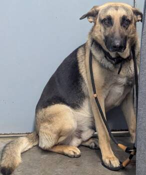 Kaiser -  German Shepherd Dog Dog for Adoption in Evansville, Indiana - Kaiser | PetCurious