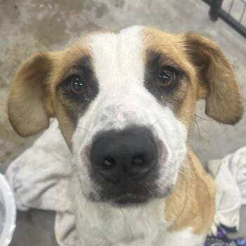 Ruthie -  Hound and Labrador Retriever Dog for Adoption in Parrish, Alabama - Ruthie | PetCurious