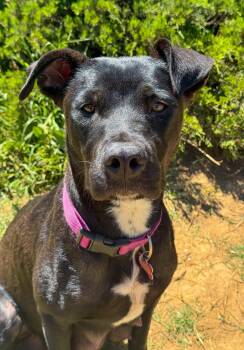Labrador Retriever Dogs Available for Adoption - Marilynn | PetCurious