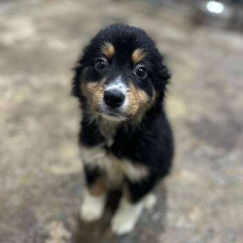 Australian Shepherd Dogs Available for Adoption in Columbia, South Carolina - Odette | PetCurious