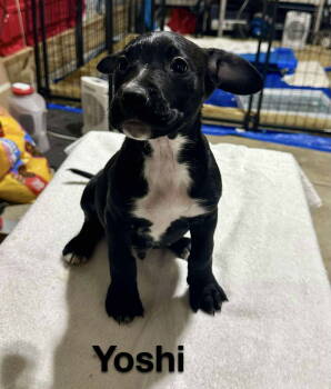 Rescue Catahoula Leopard Dog and Labrador Retriever Dogs for Adoption in Gilberts, Illinois - YOSHI | PetCurious