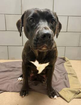 Sienna -  Mixed Breed Dog for Adoption in Nashville, Tennessee - Sienna | PetCurious
