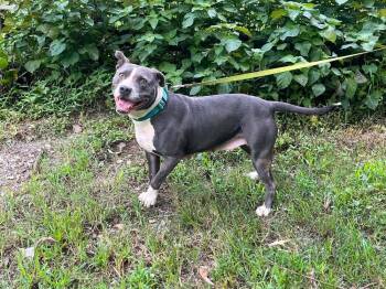 Jade -  Mixed Breed Dog for Adoption in Acworth, Georgia - Jade | PetCurious