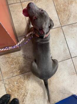 Madigan -  Mixed Breed Dog for Adoption in Cincinnati, Ohio - Madigan | PetCurious