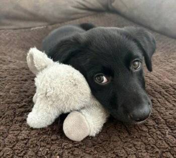 Shortstack -  Labrador Retriever Dog for Adoption in Midland, Virginia - Shortstack | PetCurious